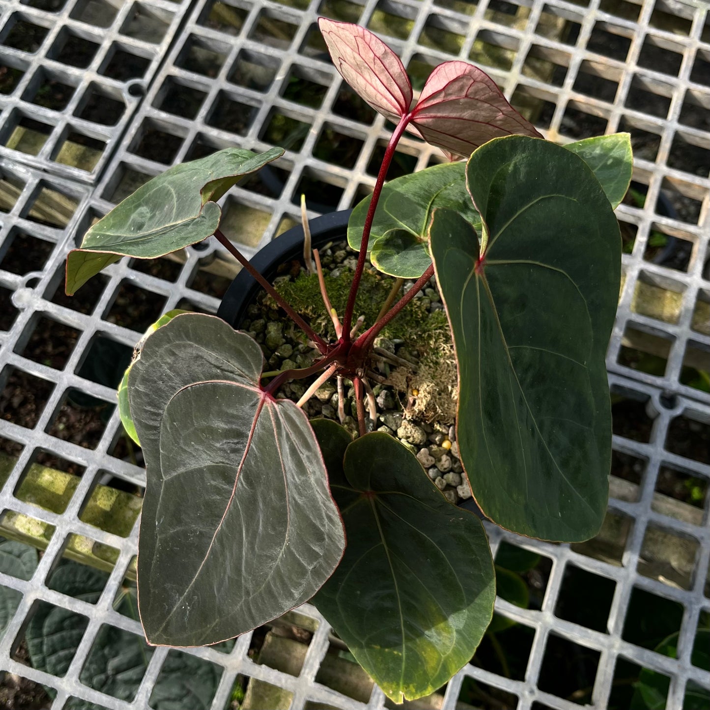 Anthurium Hoffmanii Red Sinus ‘Blood Moon’ - Exact Plant - Australian Hybrid