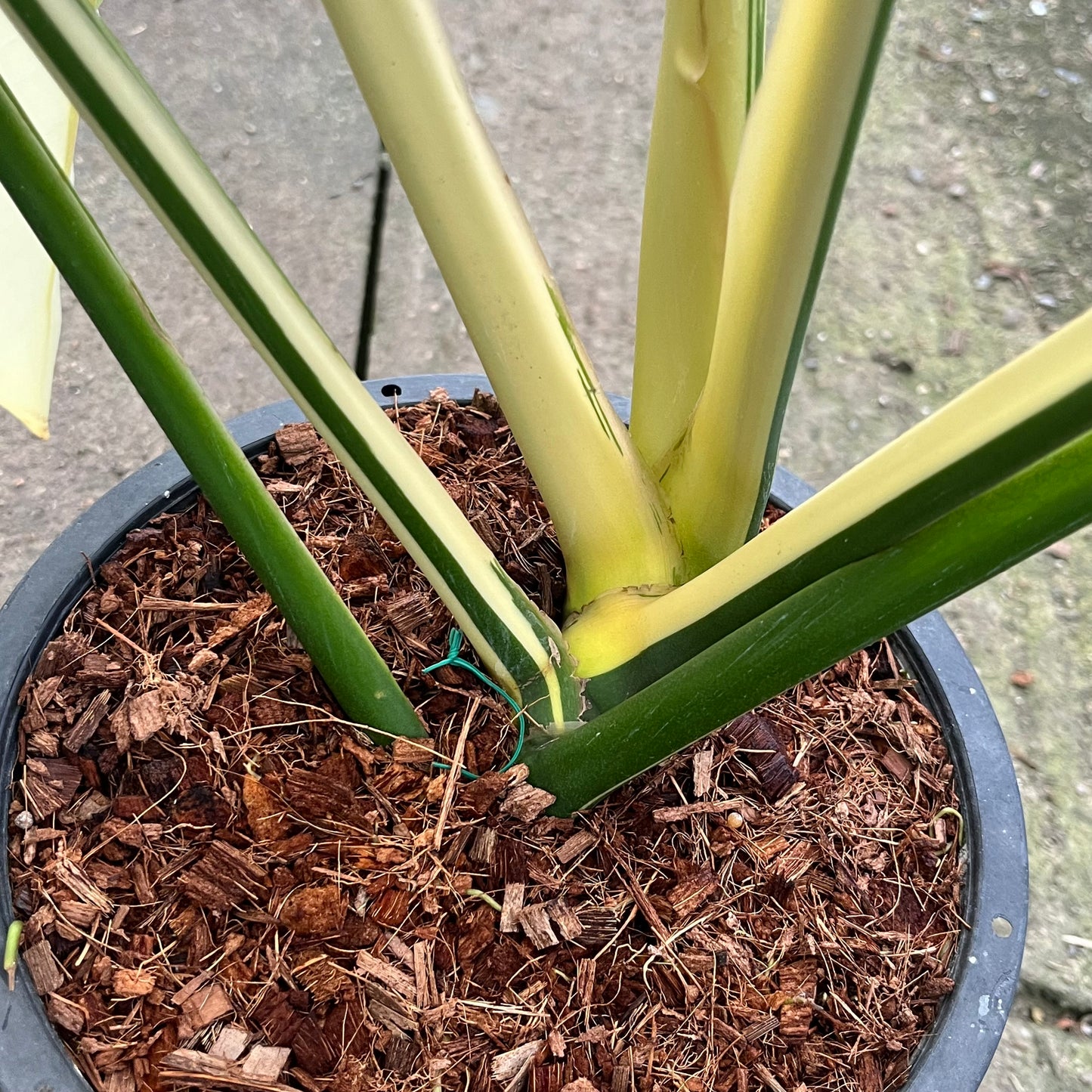 Epipremnum Gigantuem White Peal - Exact Plant - Big Size