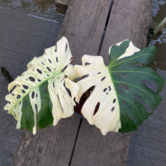 Monstera Deliciosa White Tear - Large Form Mint - Large Size - Exact Plant (M045)