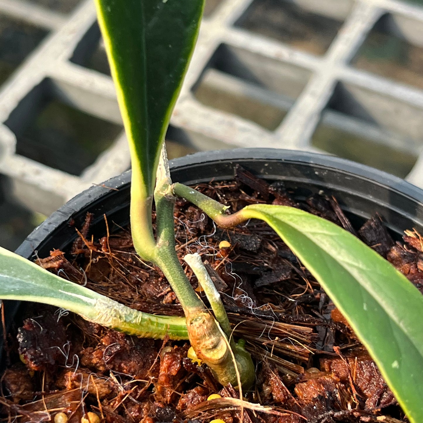 Hoya Sulawesiana Outer Variegated - Exact Plant