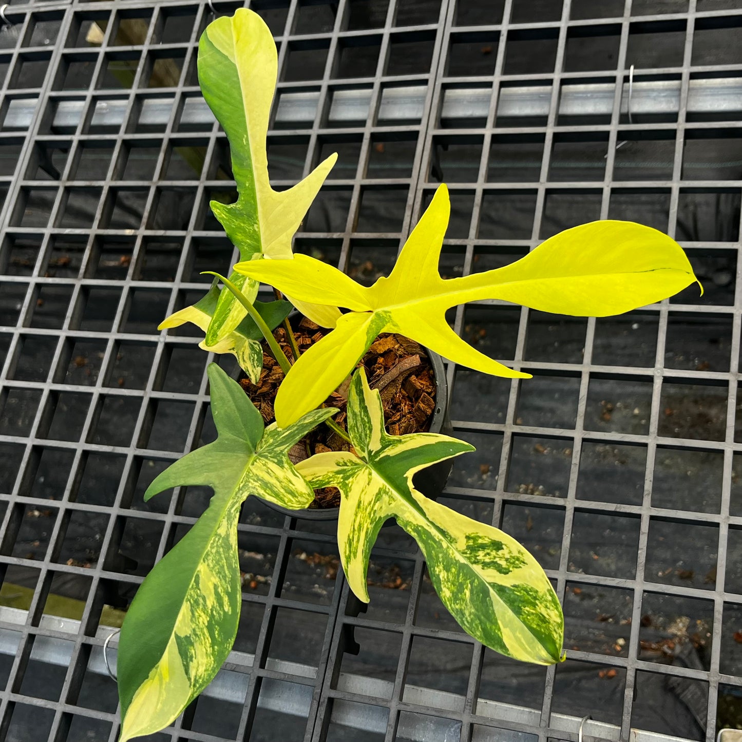 Philodendron Florida Beauty