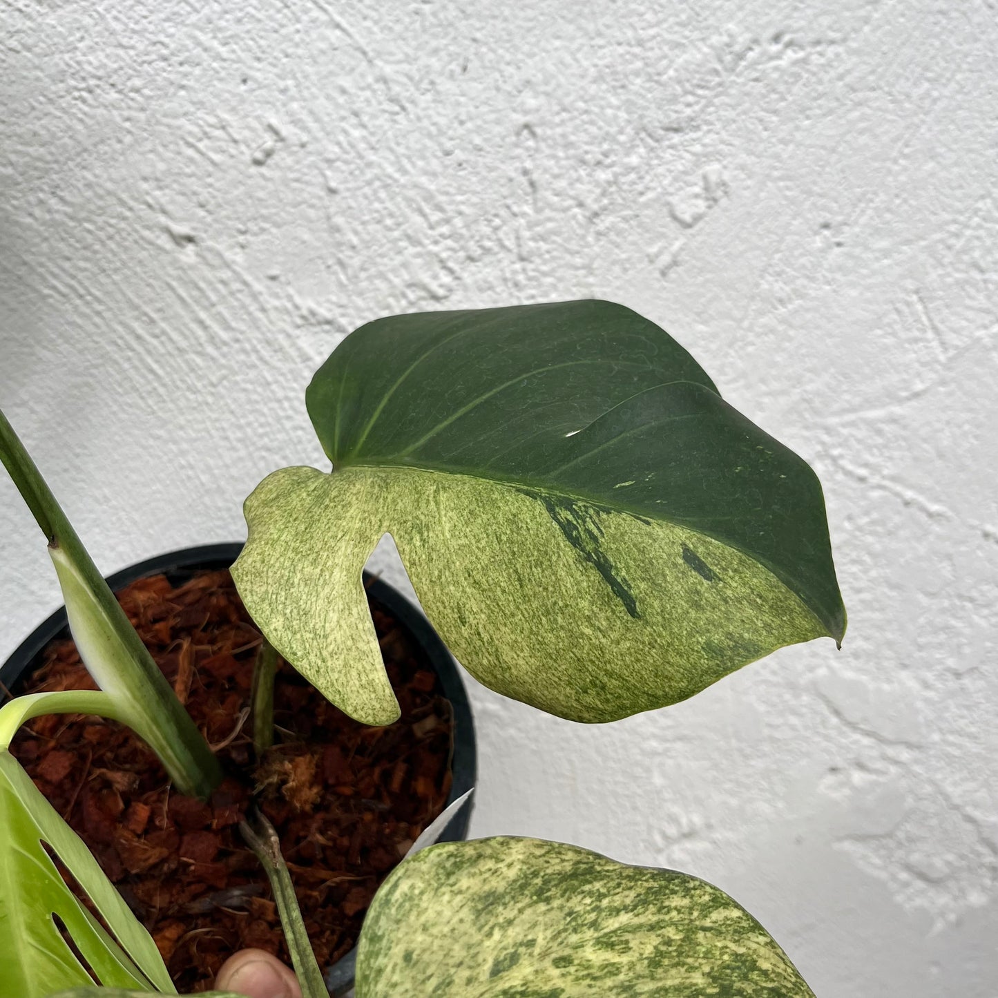 Monstera Borsigiana Mint - Exact Plant