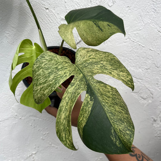 Monstera Borsigiana Mint - Exact Plant
