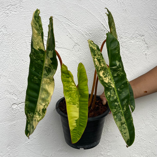 Philodendron Billietiae Variegated - Exact Plant - 4 Variegated Leaves