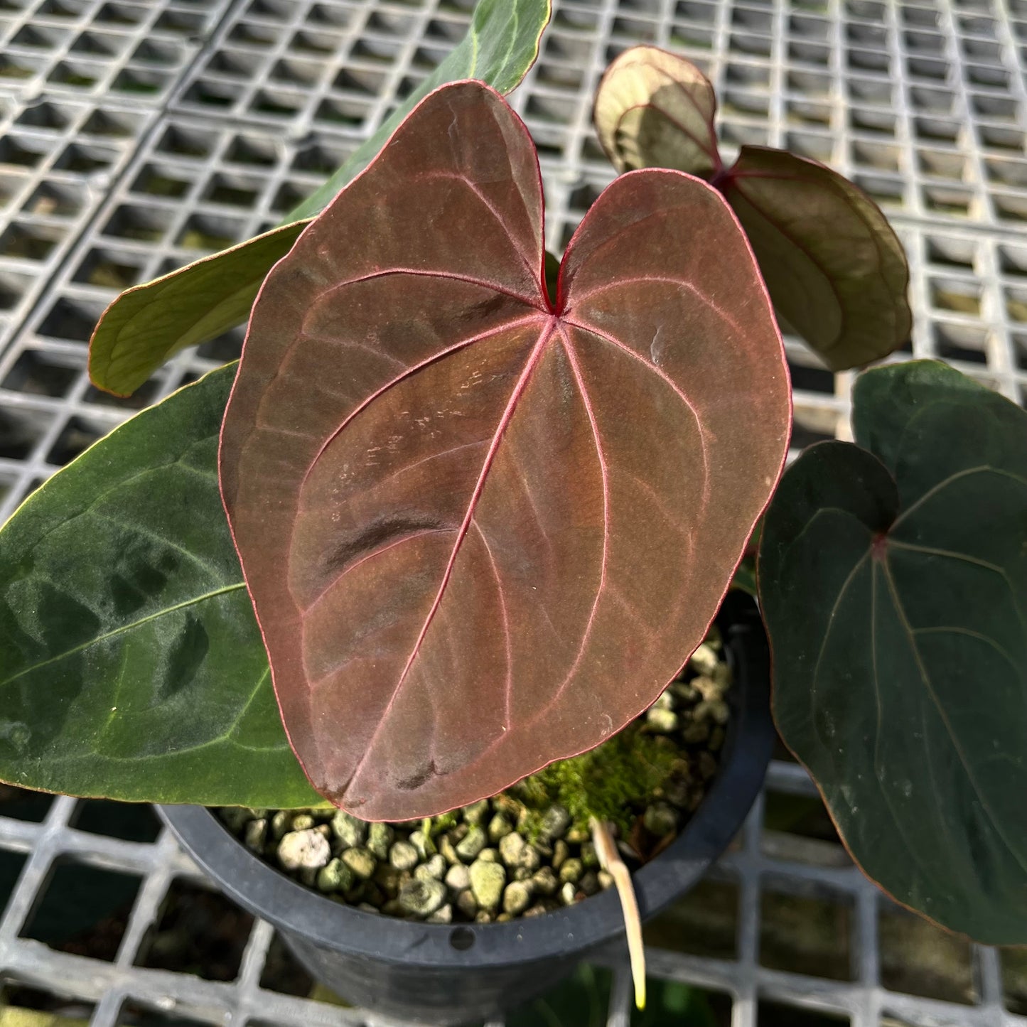 Anthurium Hoffmanii Red Sinus ‘Blood Moon’ - Exact Plant - Australian Hybrid