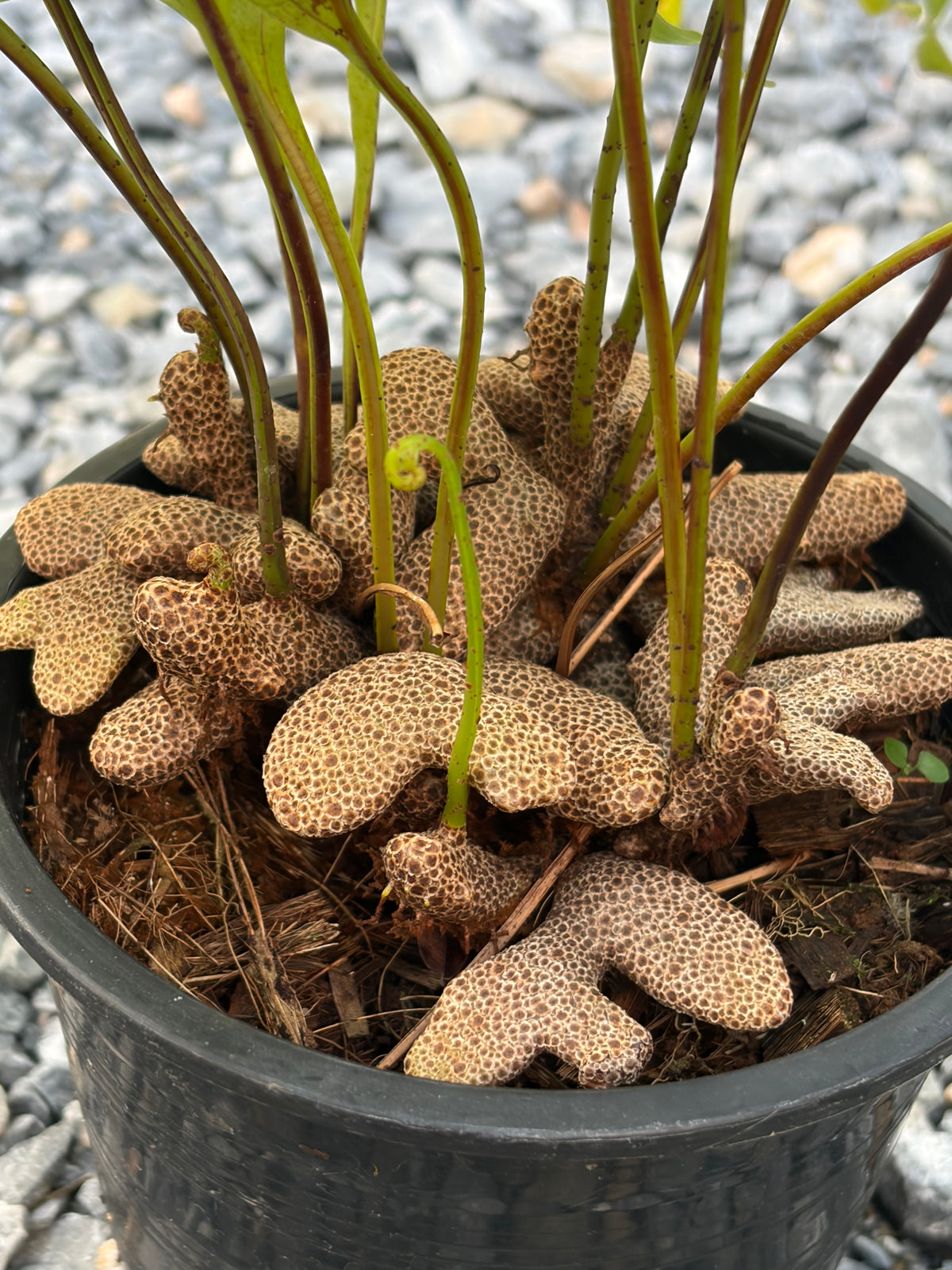 Lecanopteris Lomarioides