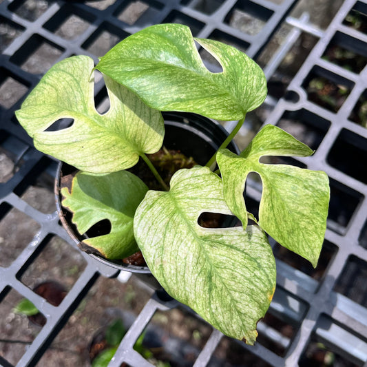Rhaphidophora Tetrasperma White Monster