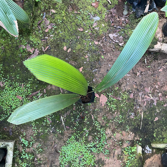 Johannesteijsmannia magnifica
A rare and highly sought-after species of palm endemic to Peninsular Malaysia. Johannesteijsmannia magnifica is distinguished by its large, undivided, fan-shaped leaves with a striking silver-metallic sheen on the upper surface. It thrives in shaded, humid lowland tropical forests and prefers well-draining soil with consistent moisture. Ideal for collectors of rare and primitive palm species.