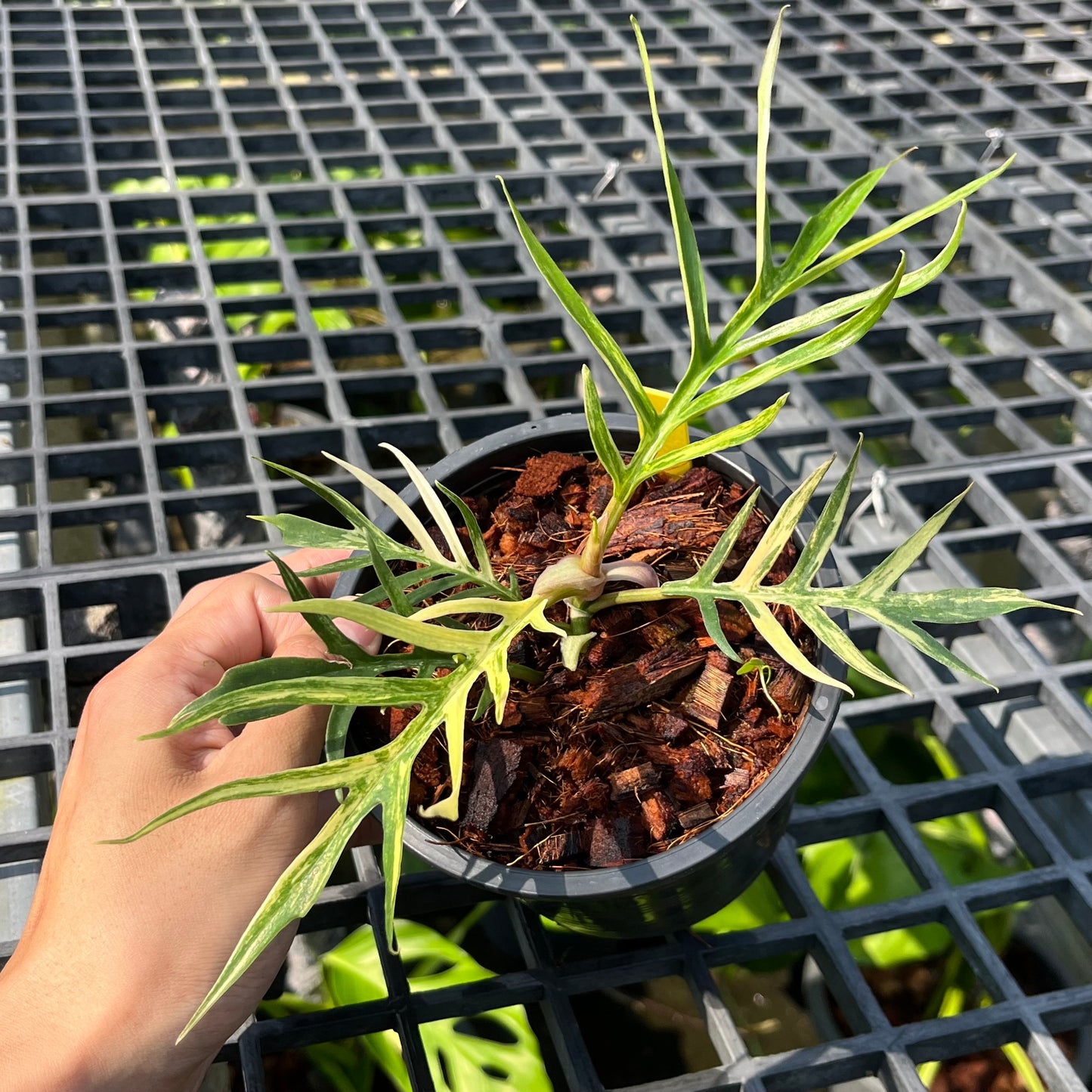 Philodendron Tortum Variegated- Exact Plant (P030)