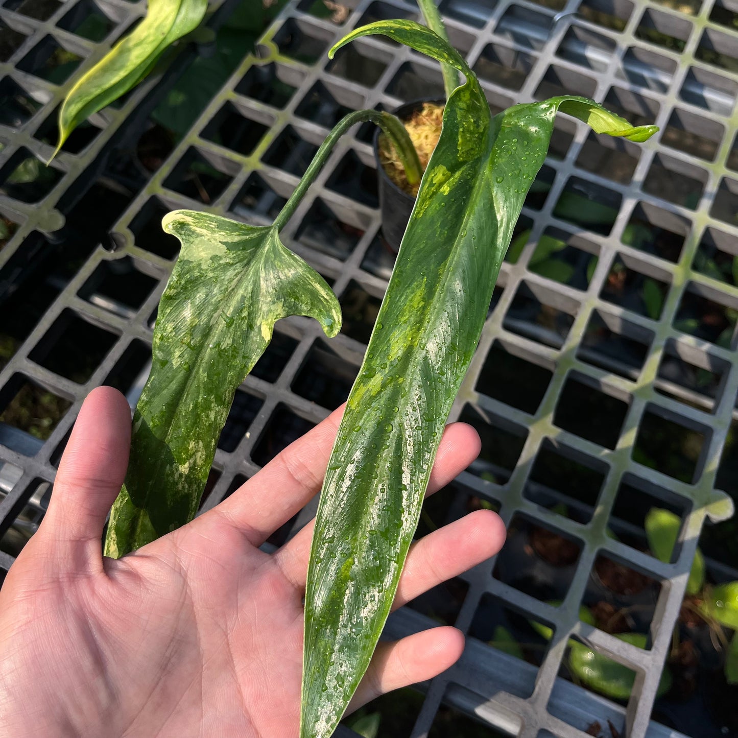 Philodendron Holtonianum Variegated - Exact Plant