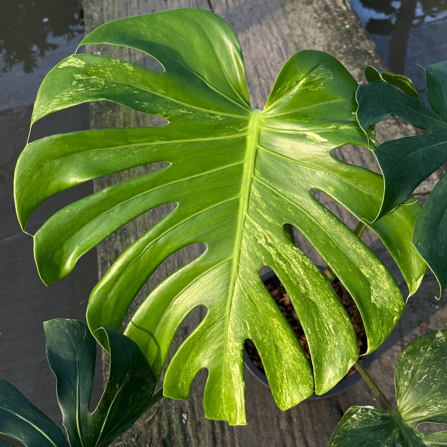 Monstera Ocean Mint Variegated