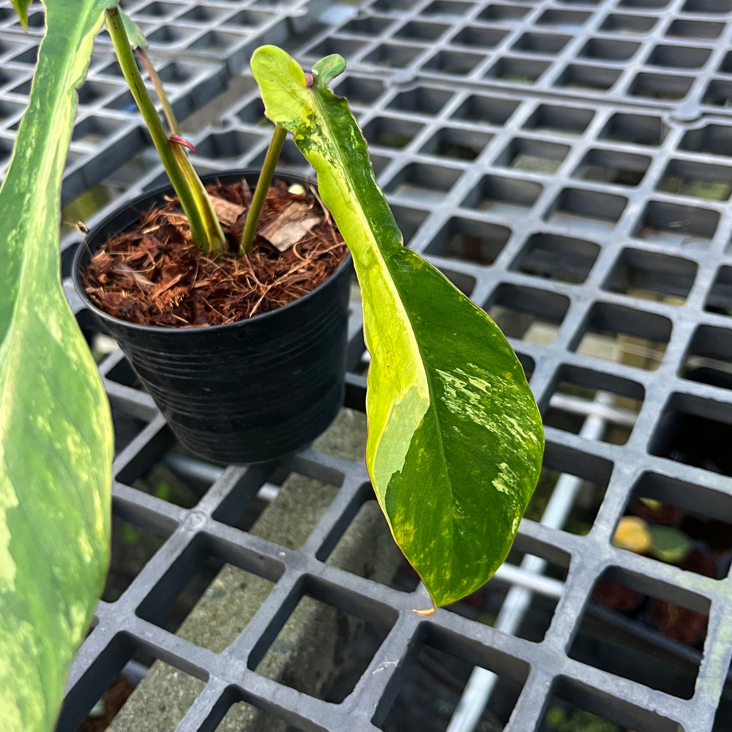 Philodendron Joepii Variegated Aurea - Exact Plant
