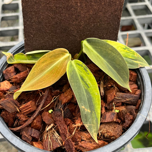 Philodendron Gigas Variegated - Exact Plant - Collectible Item