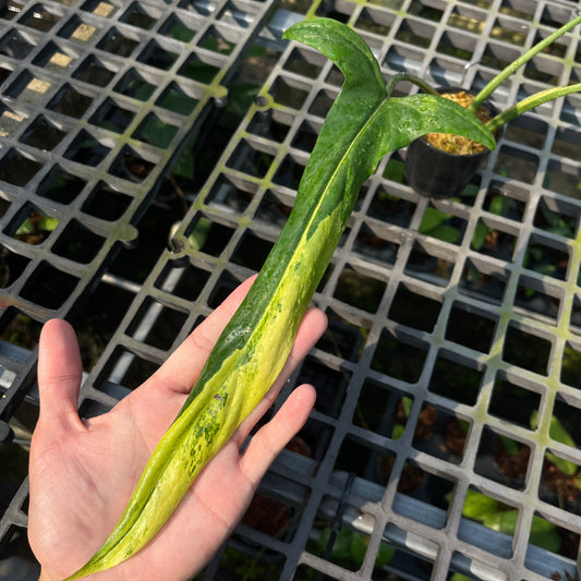 Philodendron Holtonianum Variegated - Exact Plant