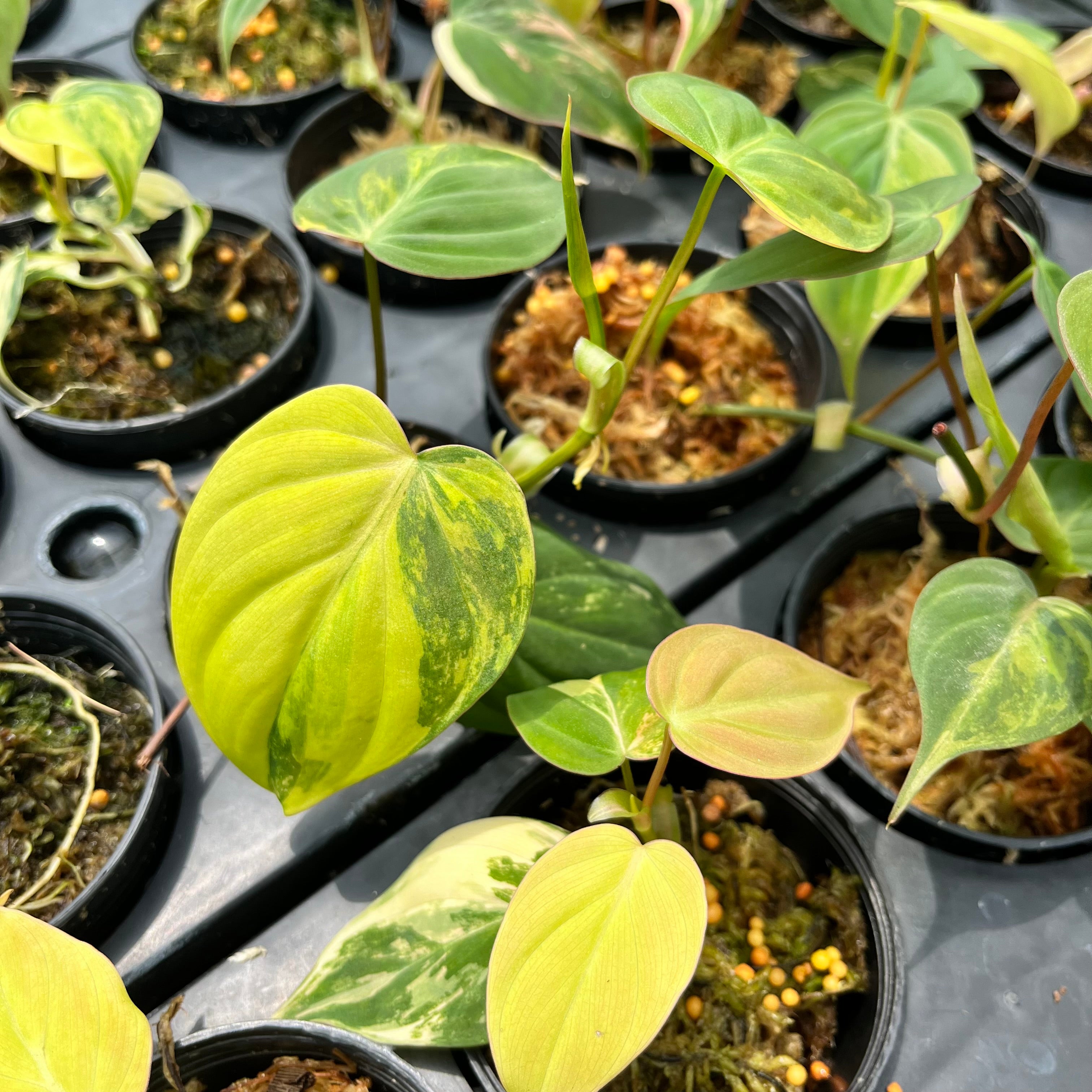 philodendron micans for sale Philodendron Micans Variegated Aurea