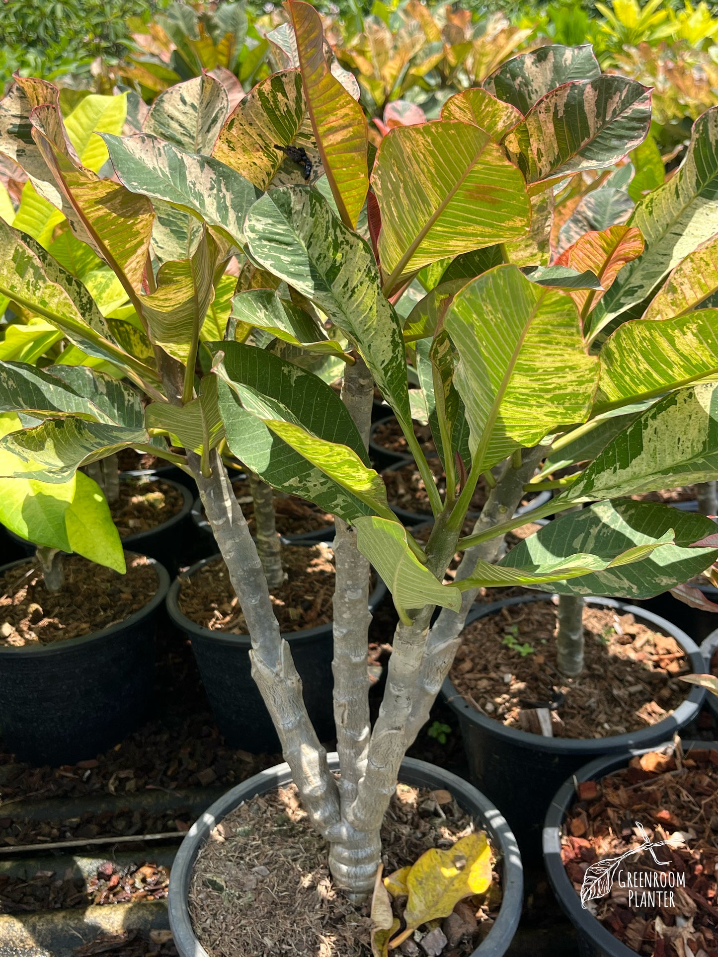 Plumeria Rubra Pink Maya Variegated - Triple Heads - Large Size - Grafted Plant