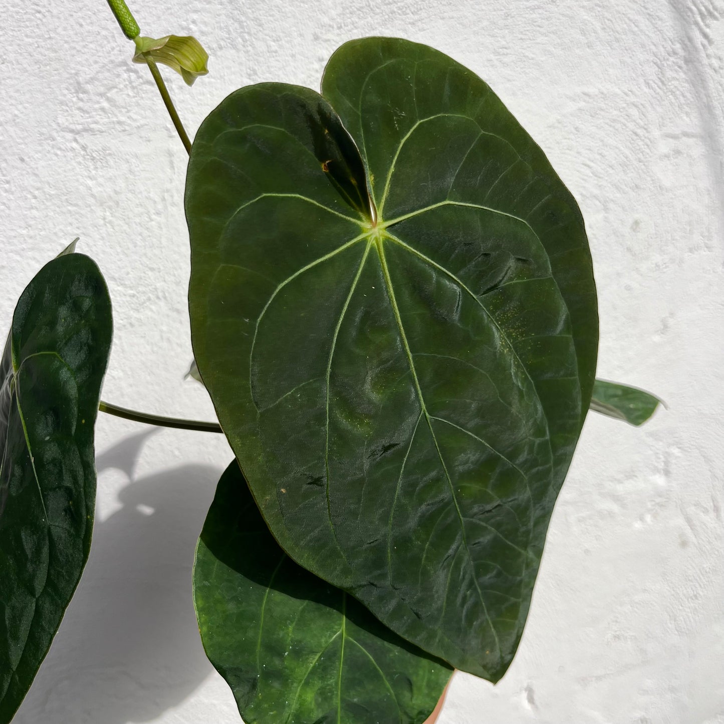 Anthurium Black Cherry F2 - Exact Plant - Australian Hybrid - Flowering Size