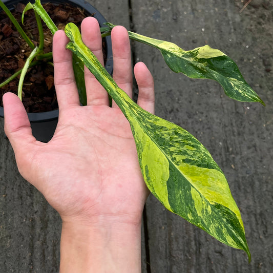 Philodendron Joepii Variegated Aurea - Exact Plant