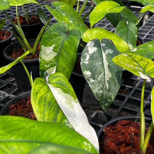 Syngonium Chiapense Variegated