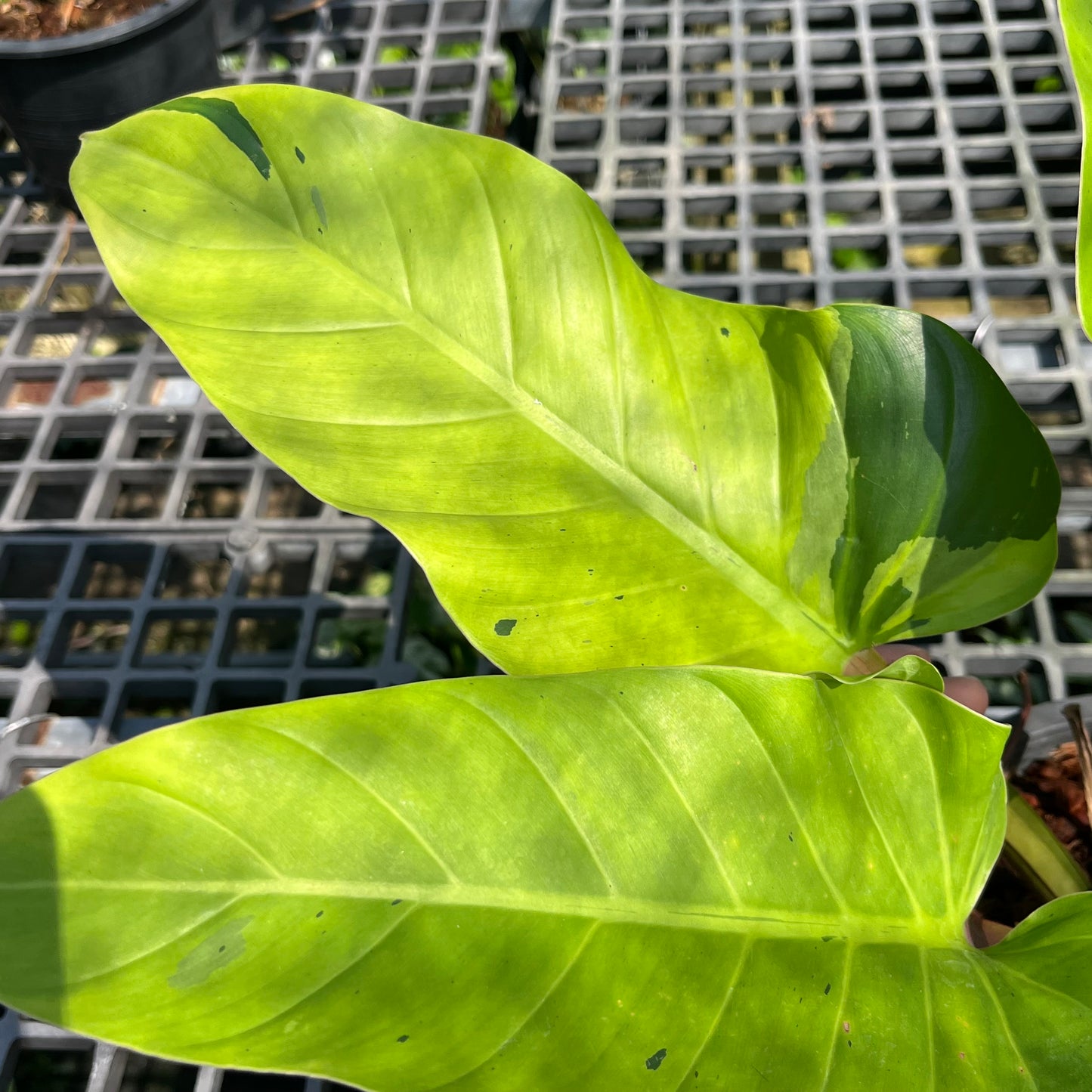 Philodendron Melinonii - Ruay Sup Marble - Exact Plant (P027)