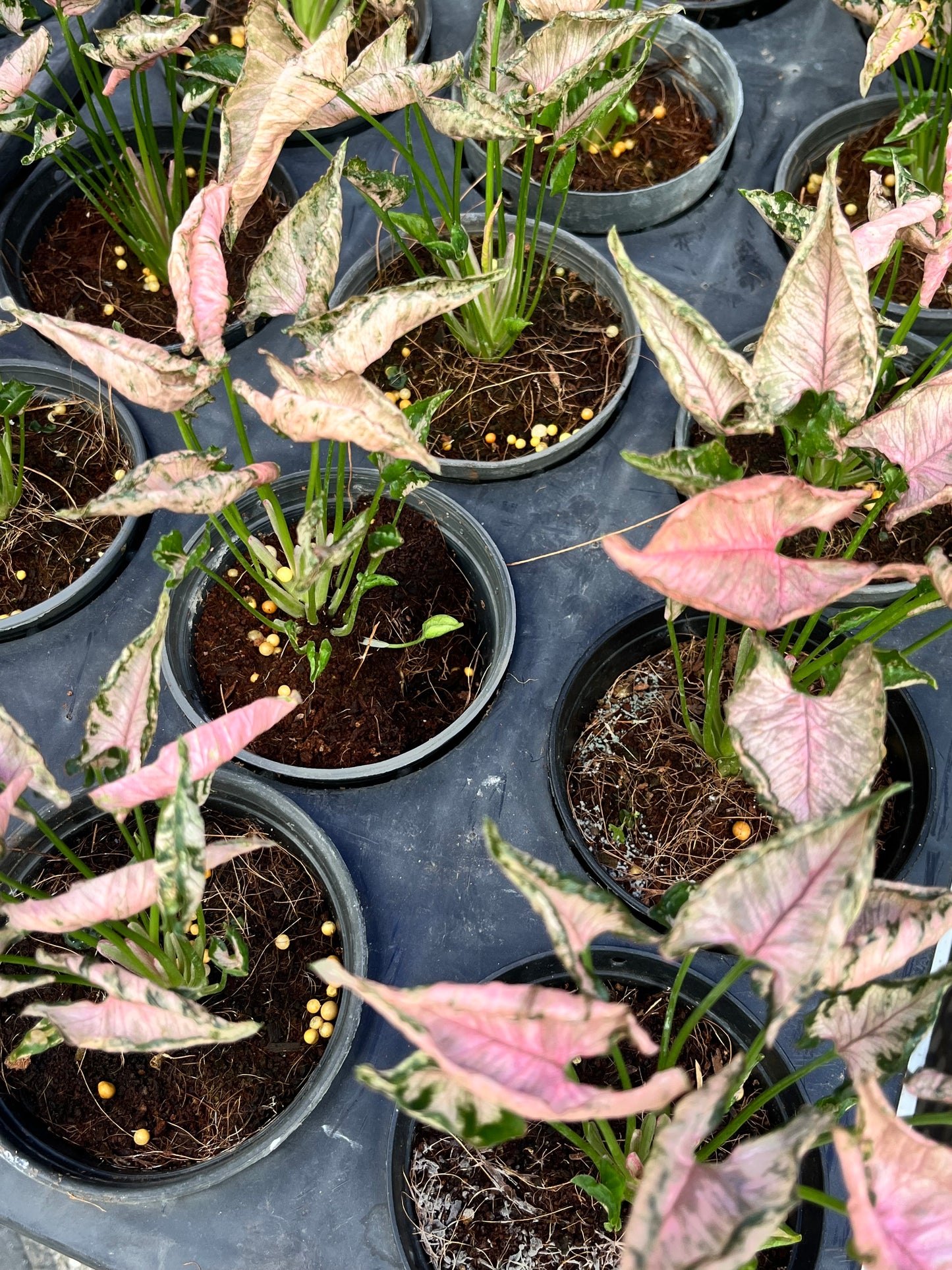 Syngonium Pink Rollie