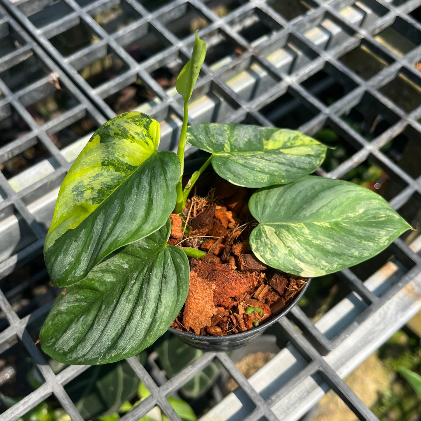 Philodendron Brandtianum Variegated - Exact Plant (P044)