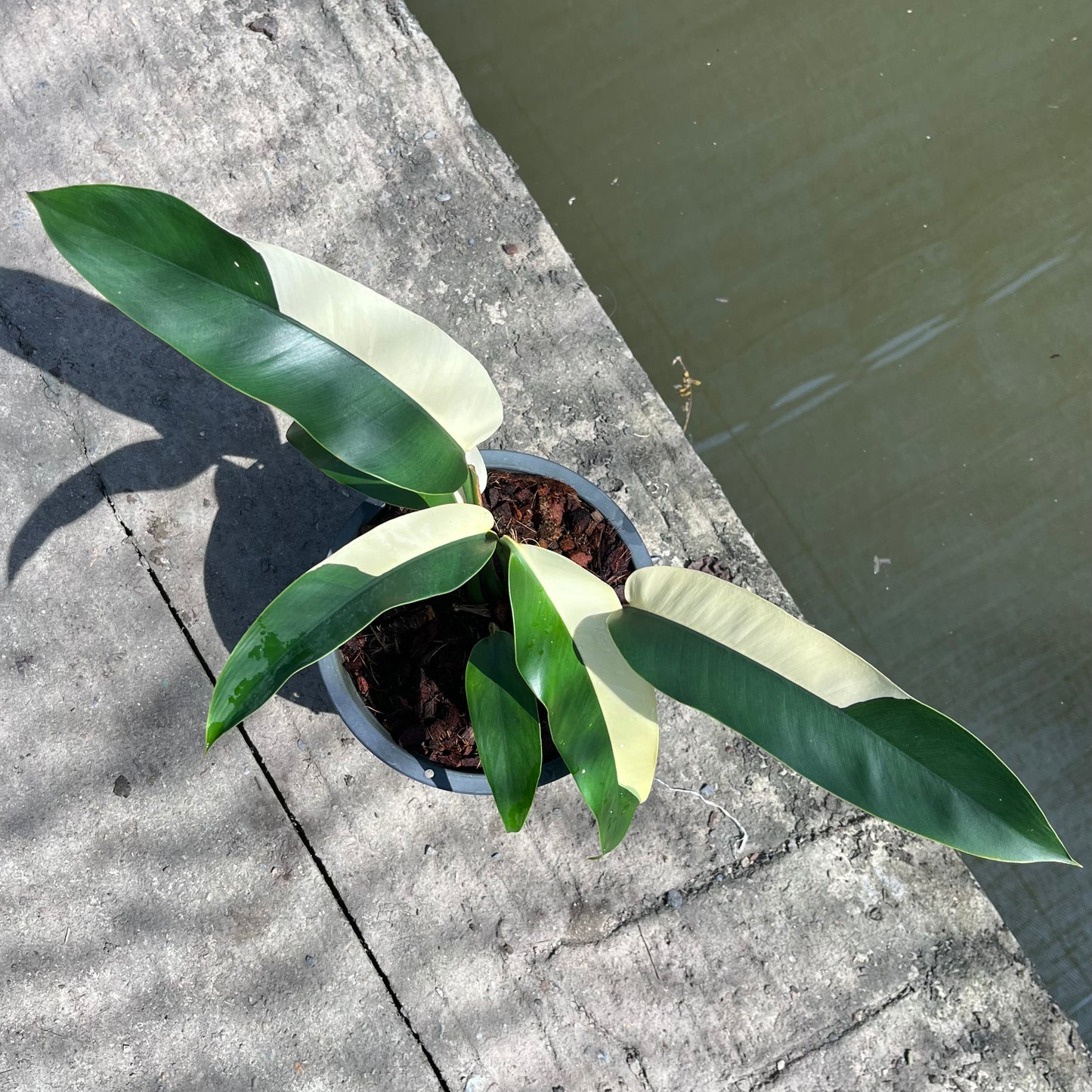 Epipremnum Giganteum White Pearl - Exact Plant (EP012)