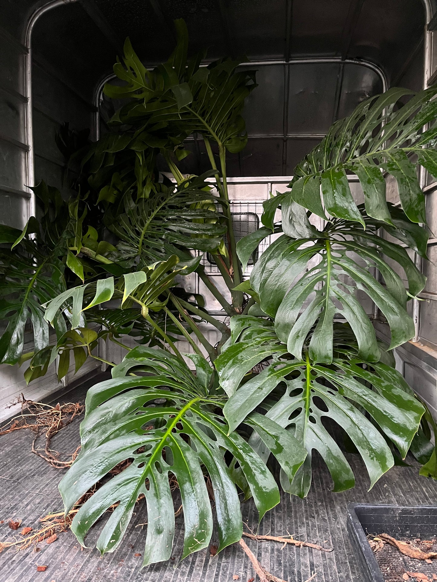 Monstera Deliciosa ‘Form 6’ - Exact Plant (M058)