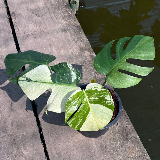 Monstera Borsigiana x Mint ‘Jungle’ - Exact Plant (M042)