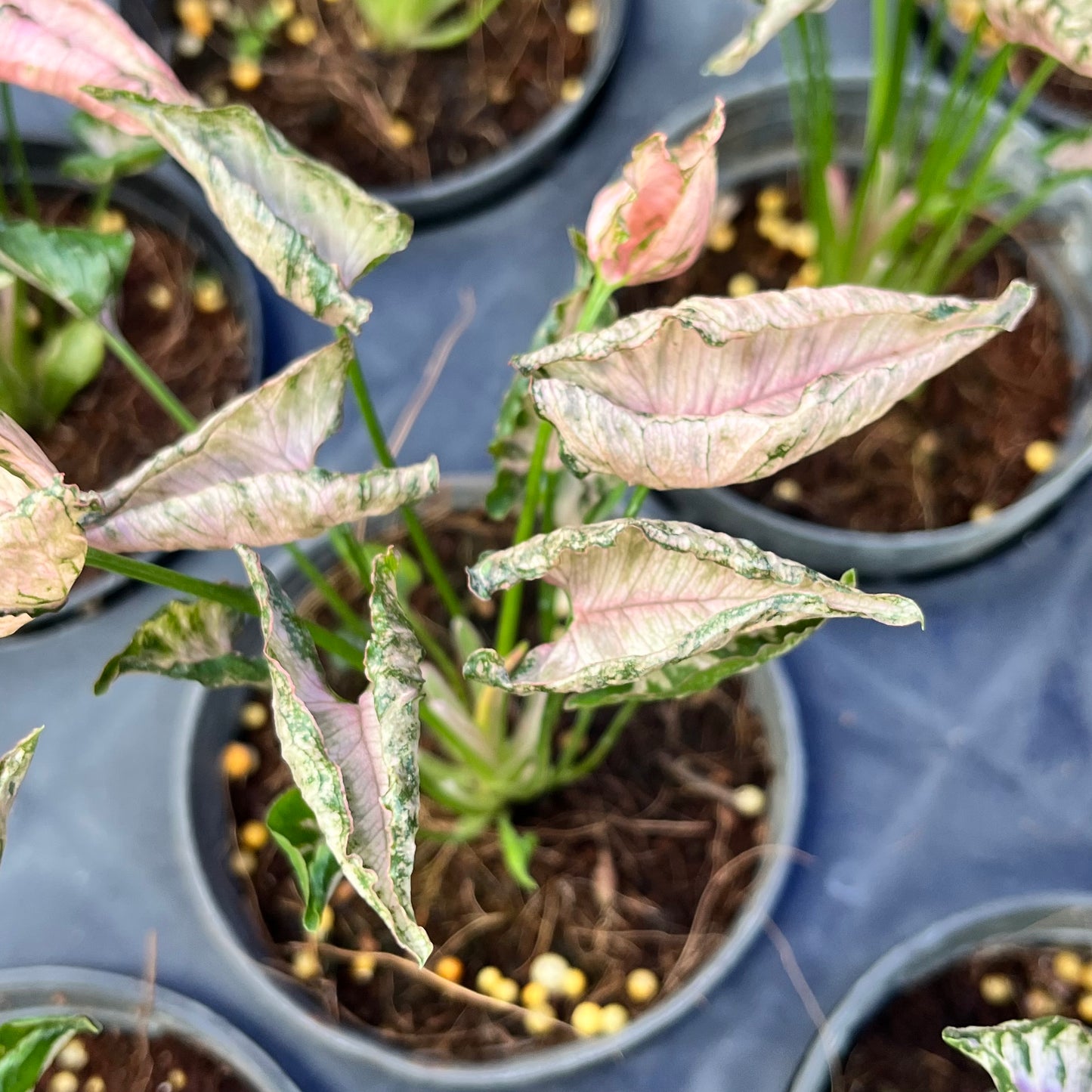 Syngonium Pink Rollie