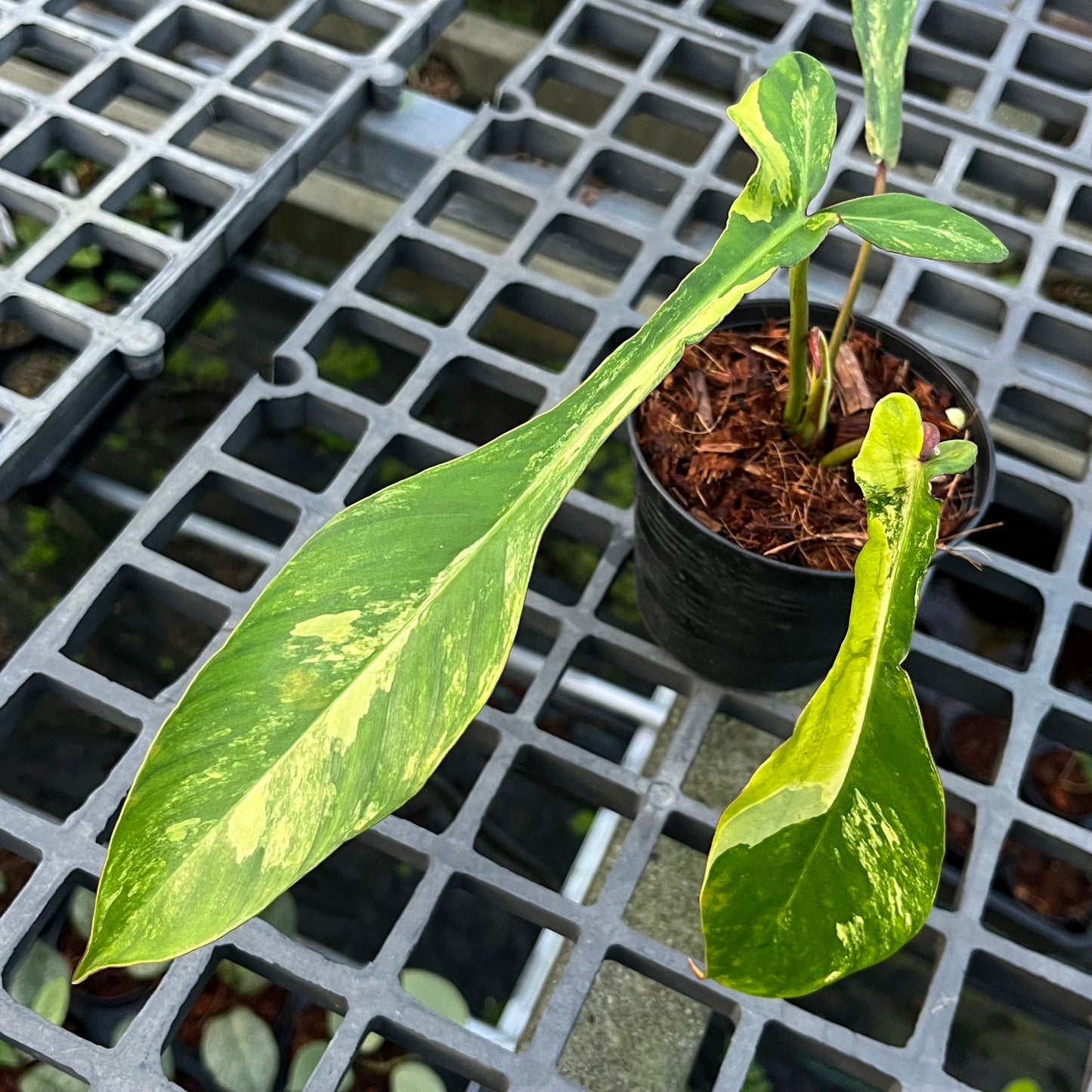 Philodendron Joepii Variegated Aurea - Exact Plant