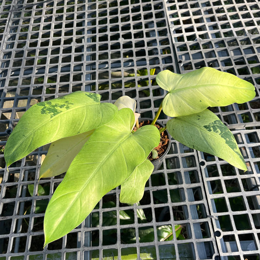 Philodendron Whipple Way