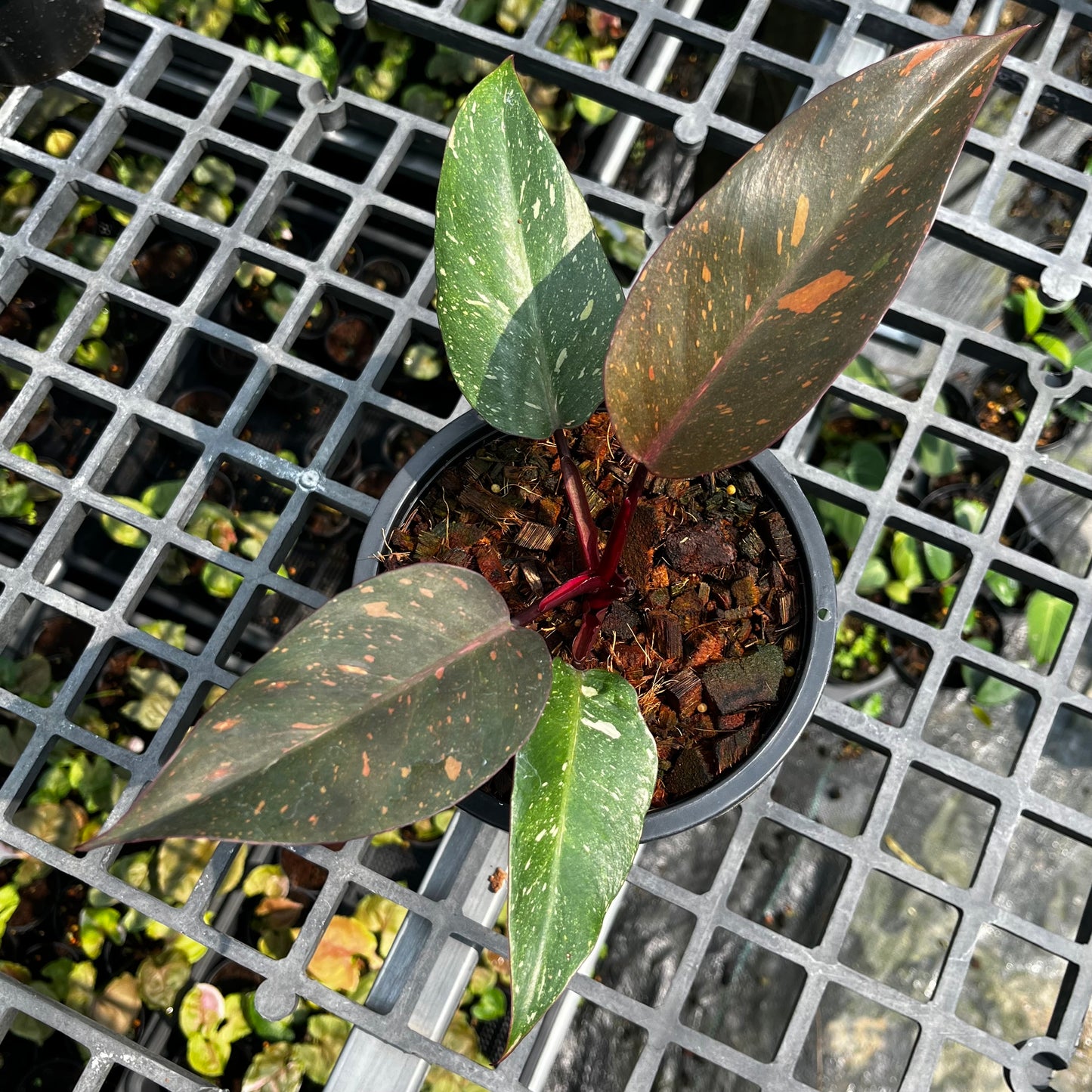 Philodendron Orange Princess