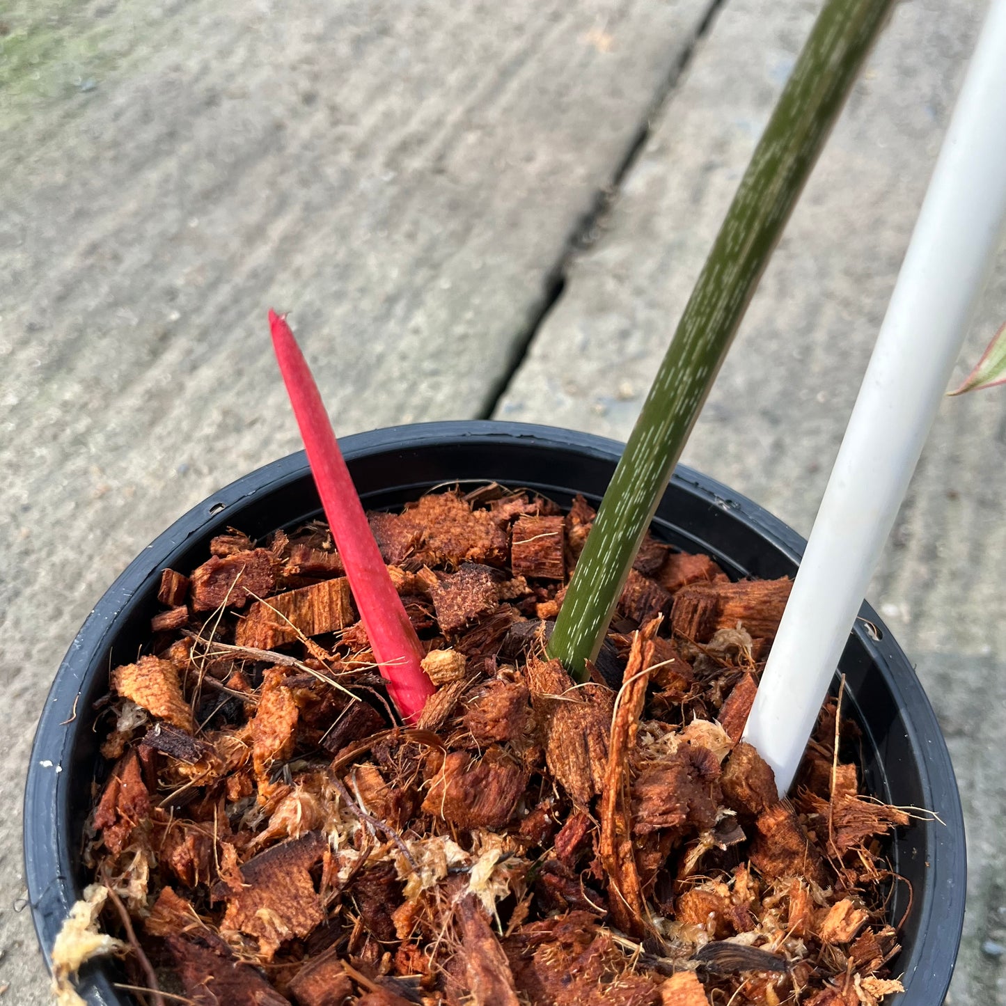 Philodendron Gloriosum Variegated type 1 - Exact Plant