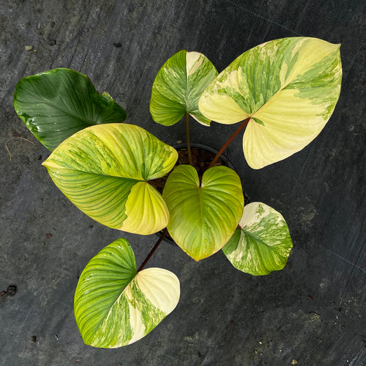 Homalomena Rubescens Variegated