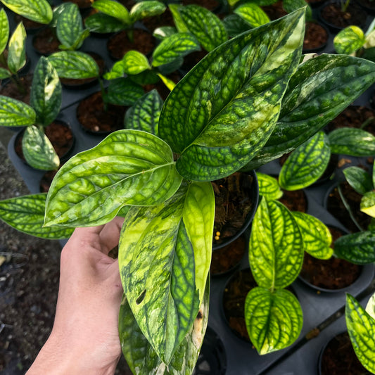Monstera Kasternianum Variegated