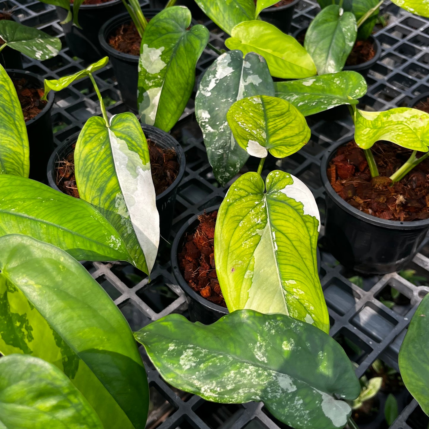 Syngonium Chiapense Variegated