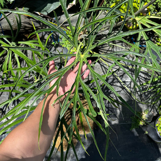 Anthurium Podophyllum ‘Spider Legs’ - Exact Plant (A023)