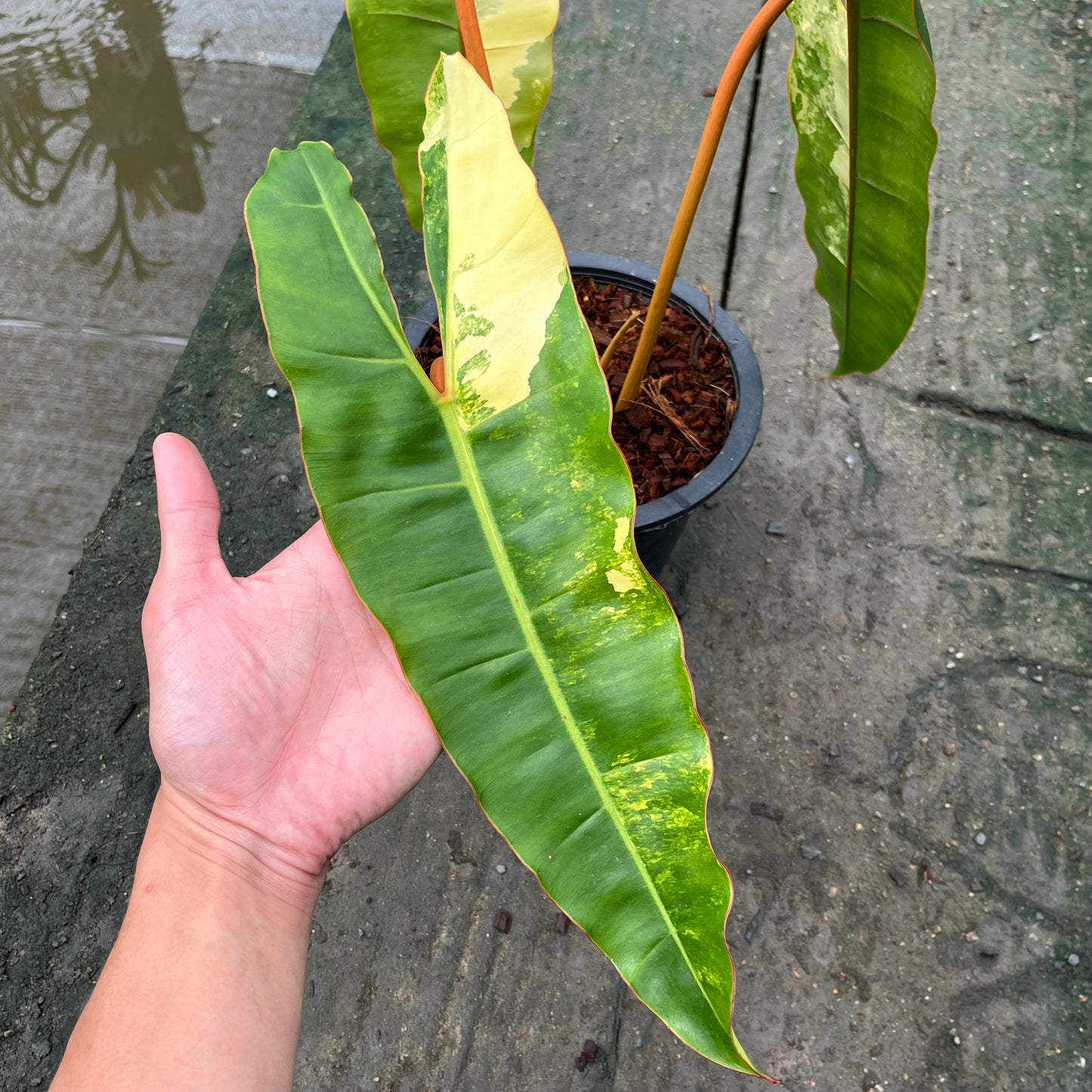 Philodendron Billietiae Variegated - Exact Plant - 3 Beautiful Variegated Leaves
