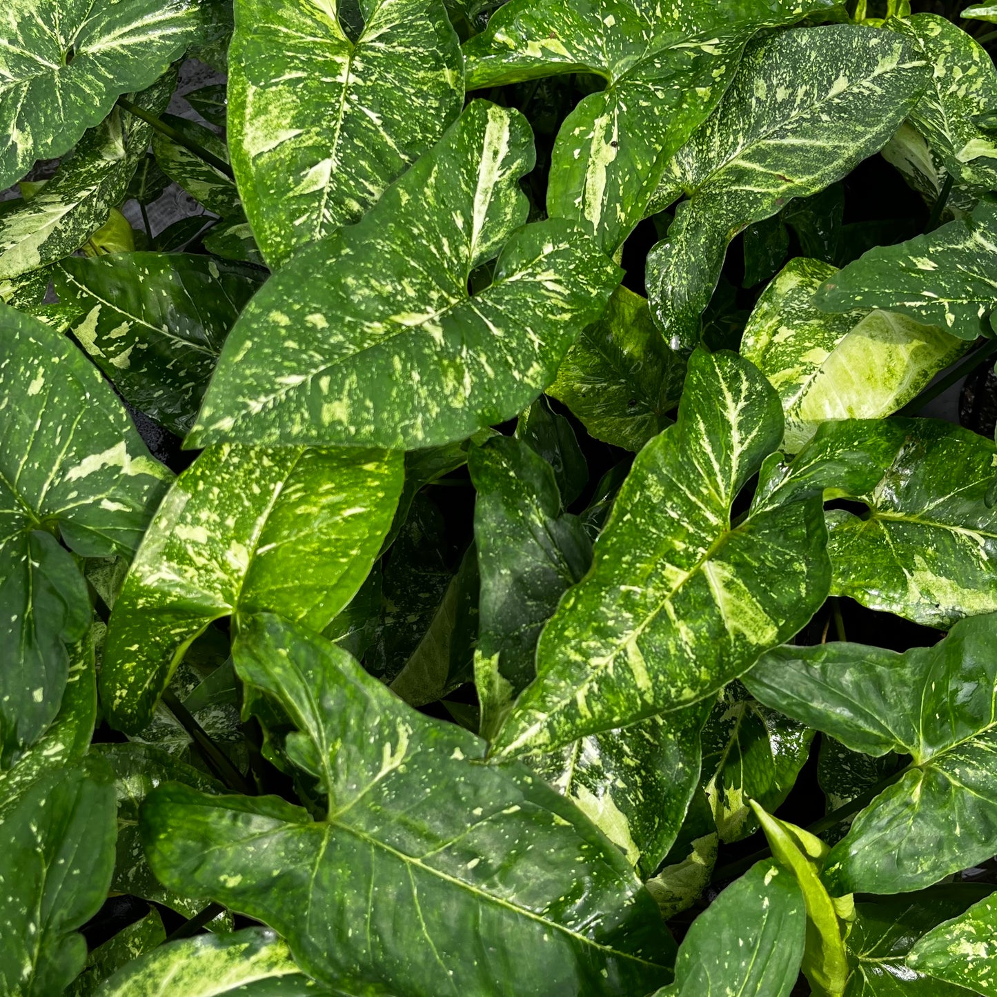 Syngonium Panda