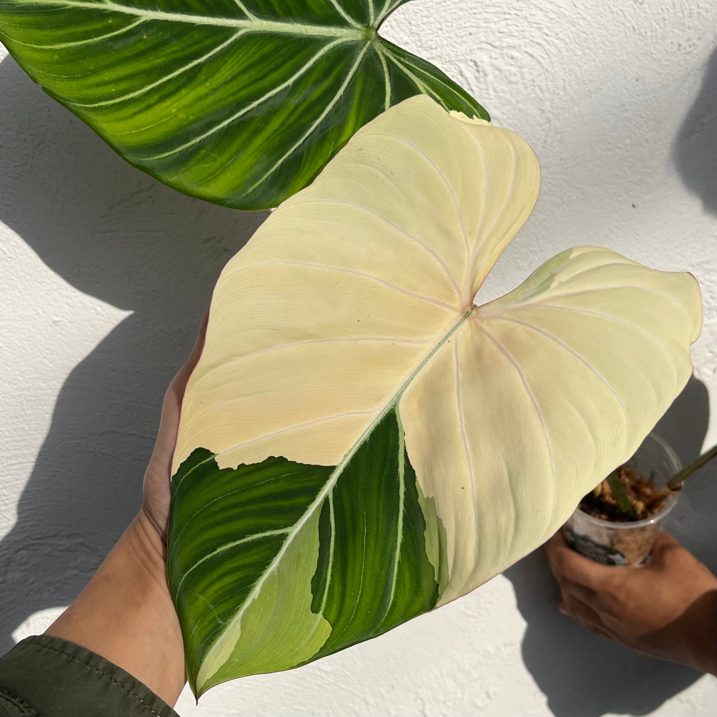 Philodendron Gloriosum Variegated Type1 - Exact Plant - Collector Grade