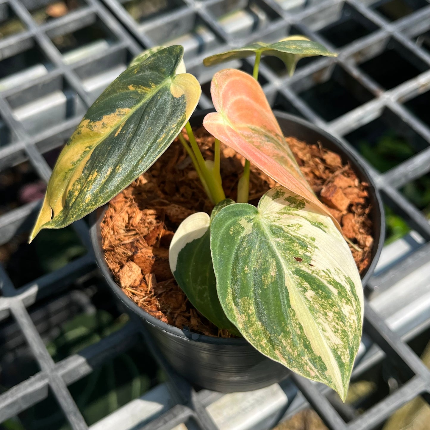 Philodendron Melanochrysum ‘BonFire’ Orange Variegated - Exact Plant (P046)