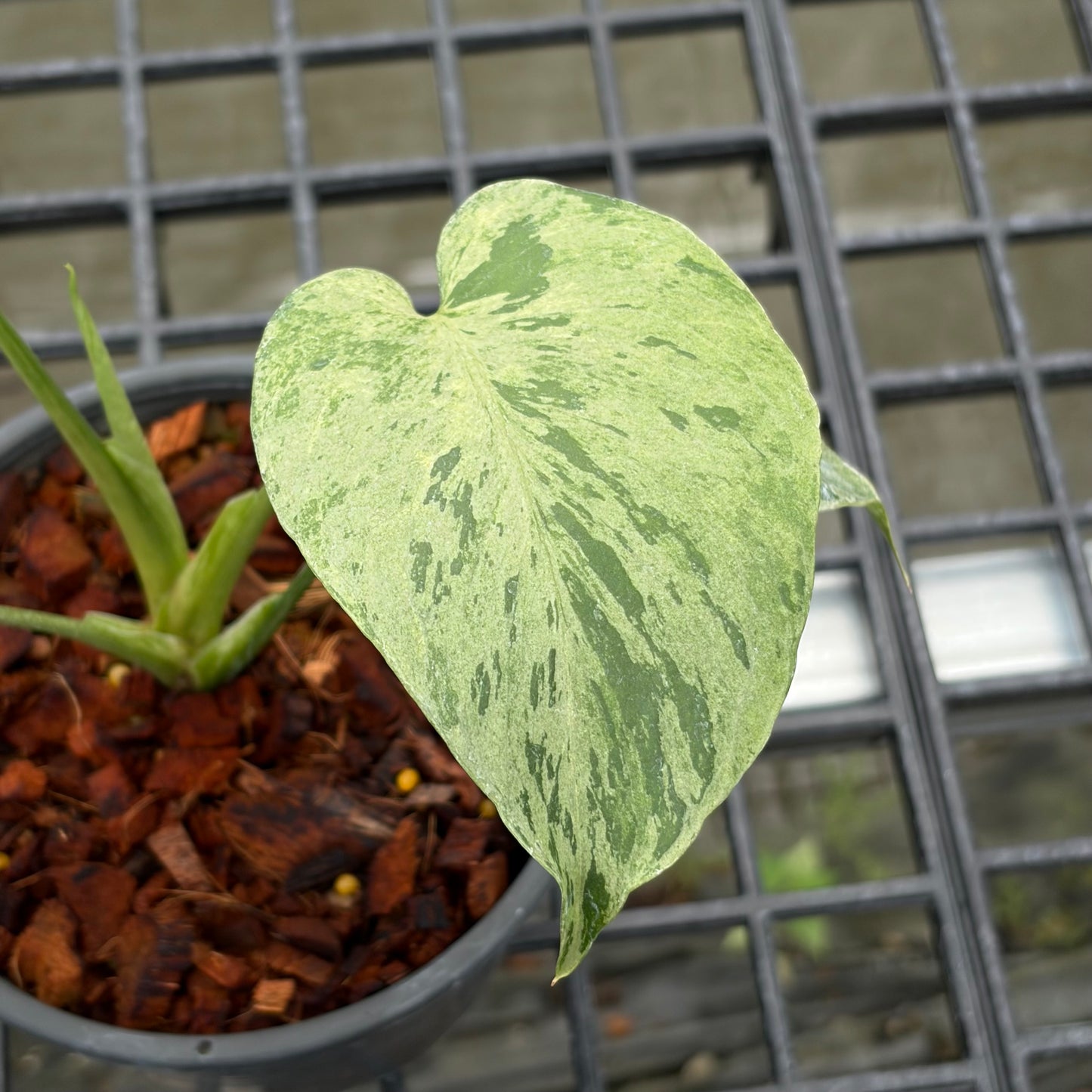 Monstera Bulbasaur - Exact Plant (M051)