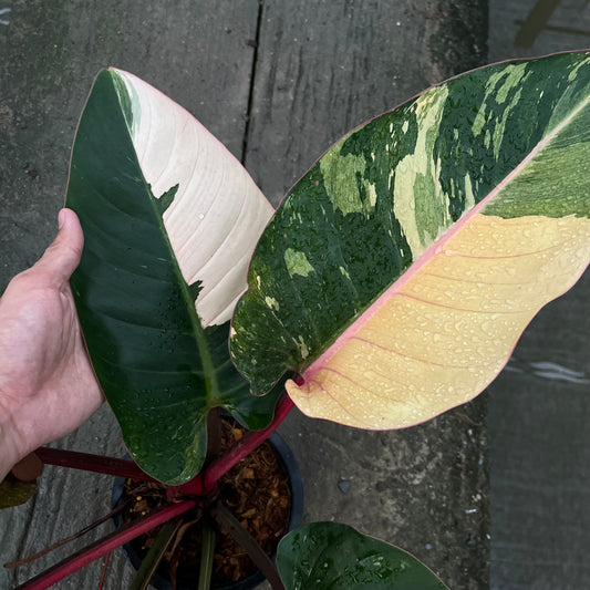 Philodendron Rojo Red Congo Variegated - Exact Plant - Original - Non TC