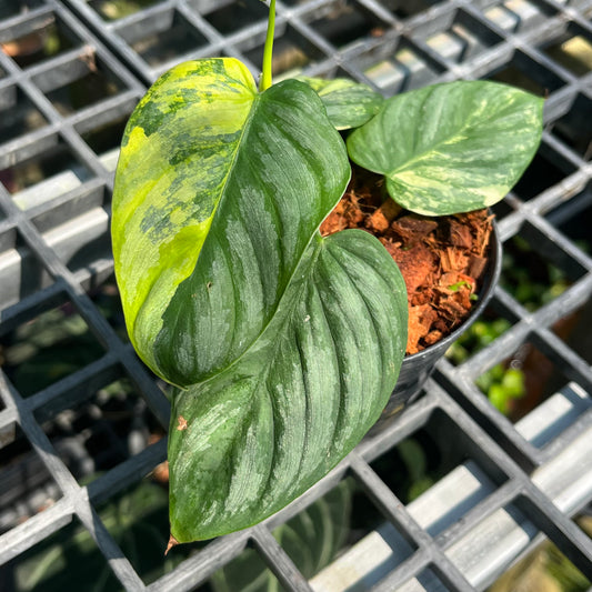 Philodendron Brandtianum Variegated - Exact Plant (P044)