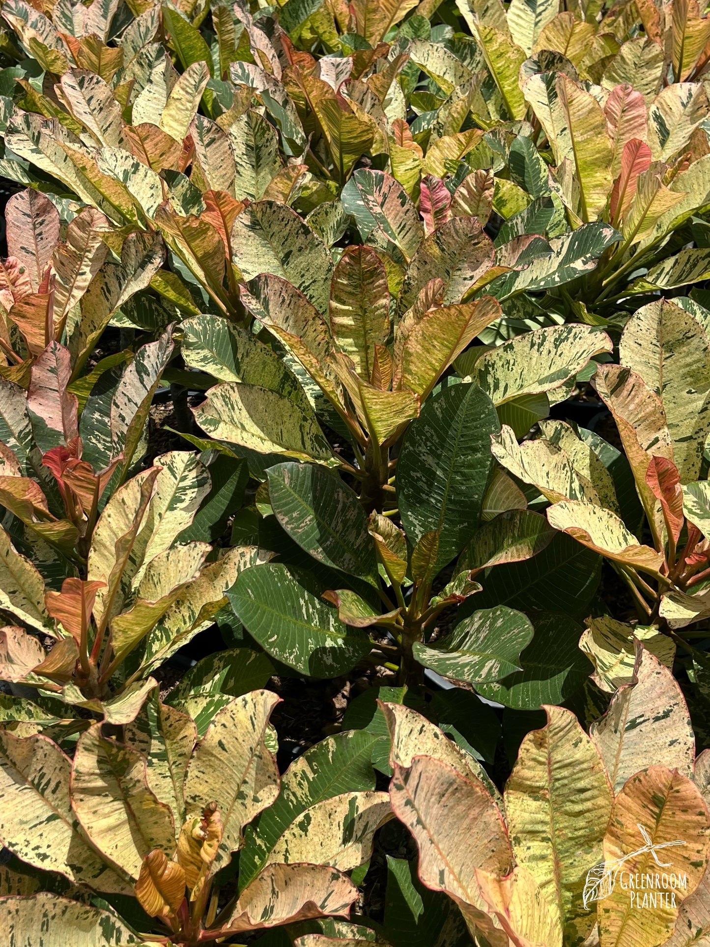 Plumeria Rubra Pink Maya Variegated - Large Size - Single Head - Grafted Plant