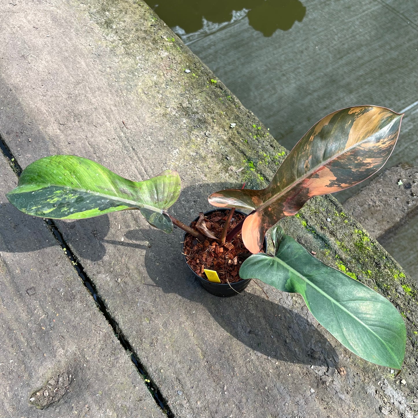 Philodendron Florida Bronze Variegated - Exact Plant (P035)