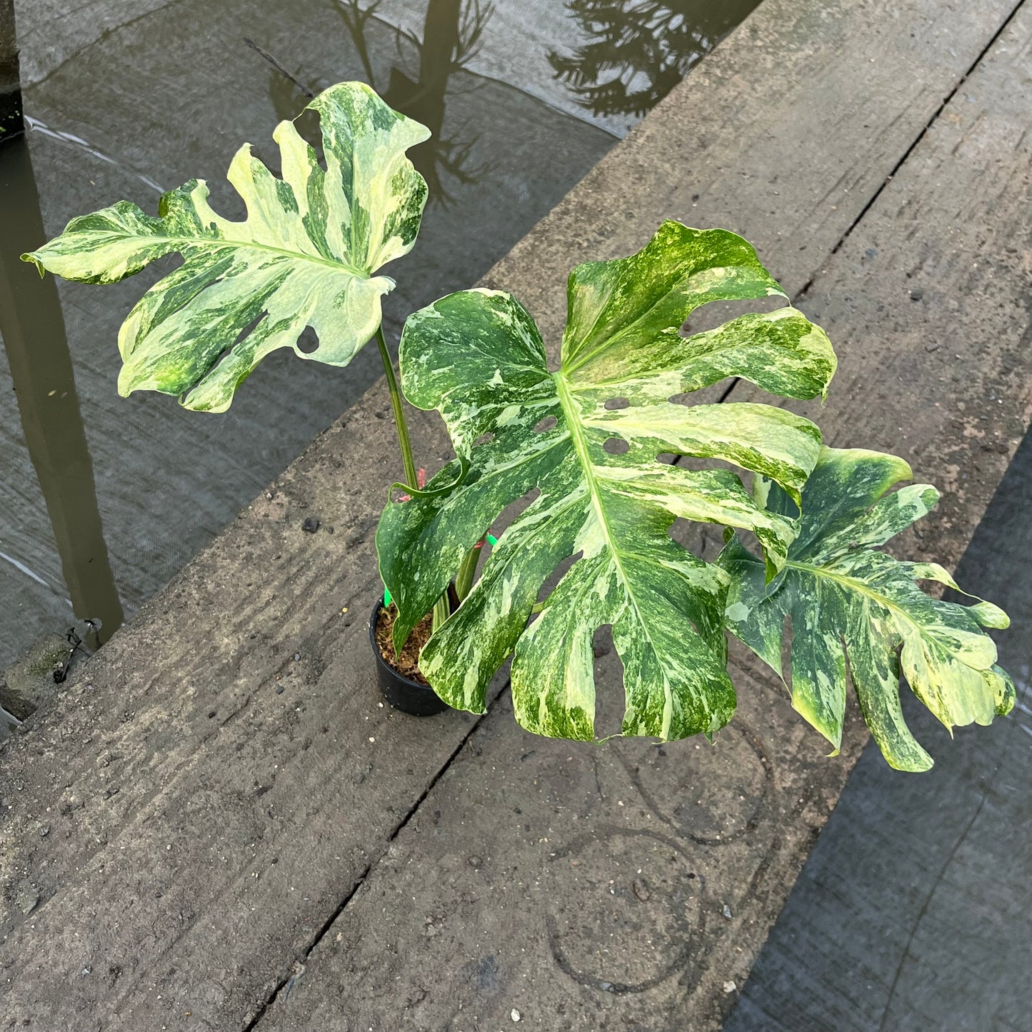 Monstera Ocean Mint - Exact Plant (M047)