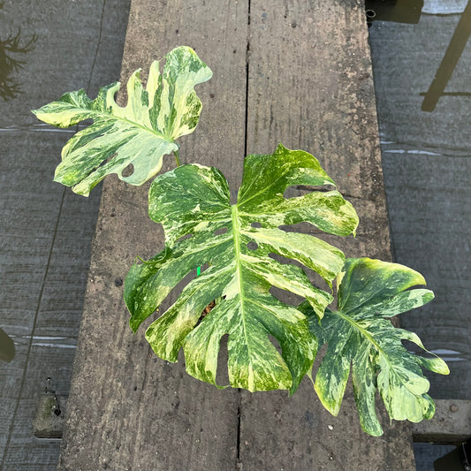 Monstera Ocean Mint - Exact Plant (M047)