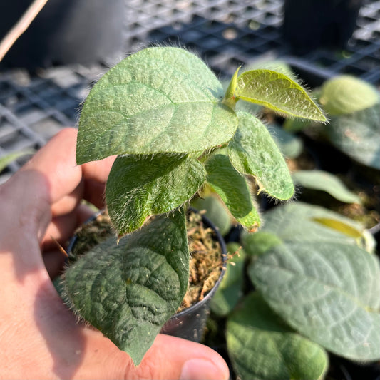 Ficus Villosa - Exotic Hairy Foliage
